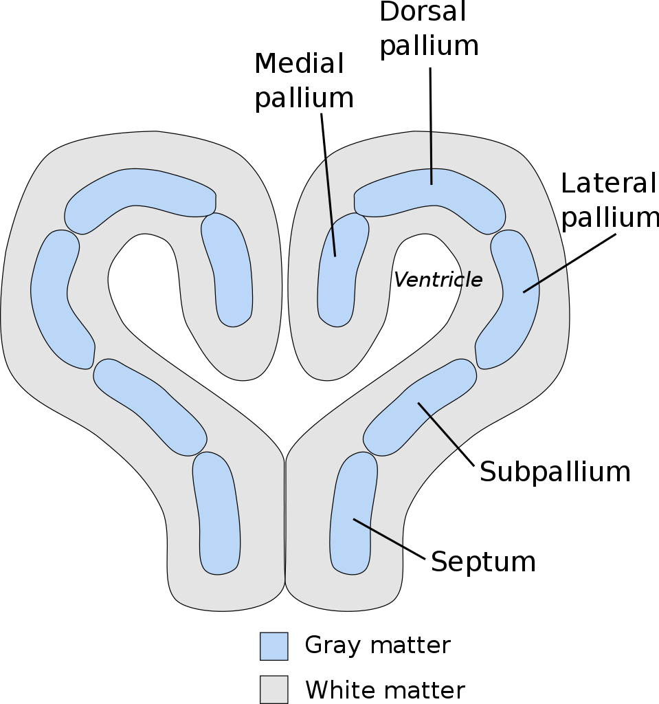 File - Vertebrate Pallium - Svg - Pallium Cerebro (959x1024), Png Download
