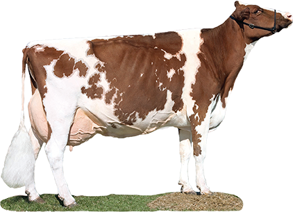 Dairy Cow Transparent Images - Red And White Dairy Cow Breed (422x305), Png Download