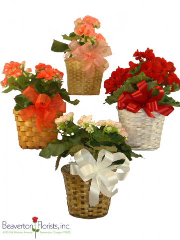 Bouquet (480x480), Png Download