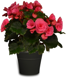 Premium Begonia - Watering Can (375x375), Png Download