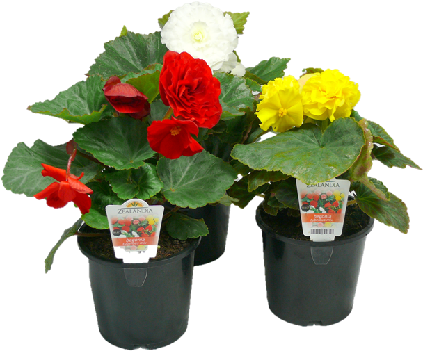 1 - 3l Begonia - Begonia Tuberous - Begonia Bunnings (800x800), Png Download