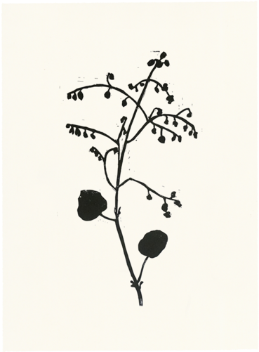 Collection Name - Begonia (500x500), Png Download