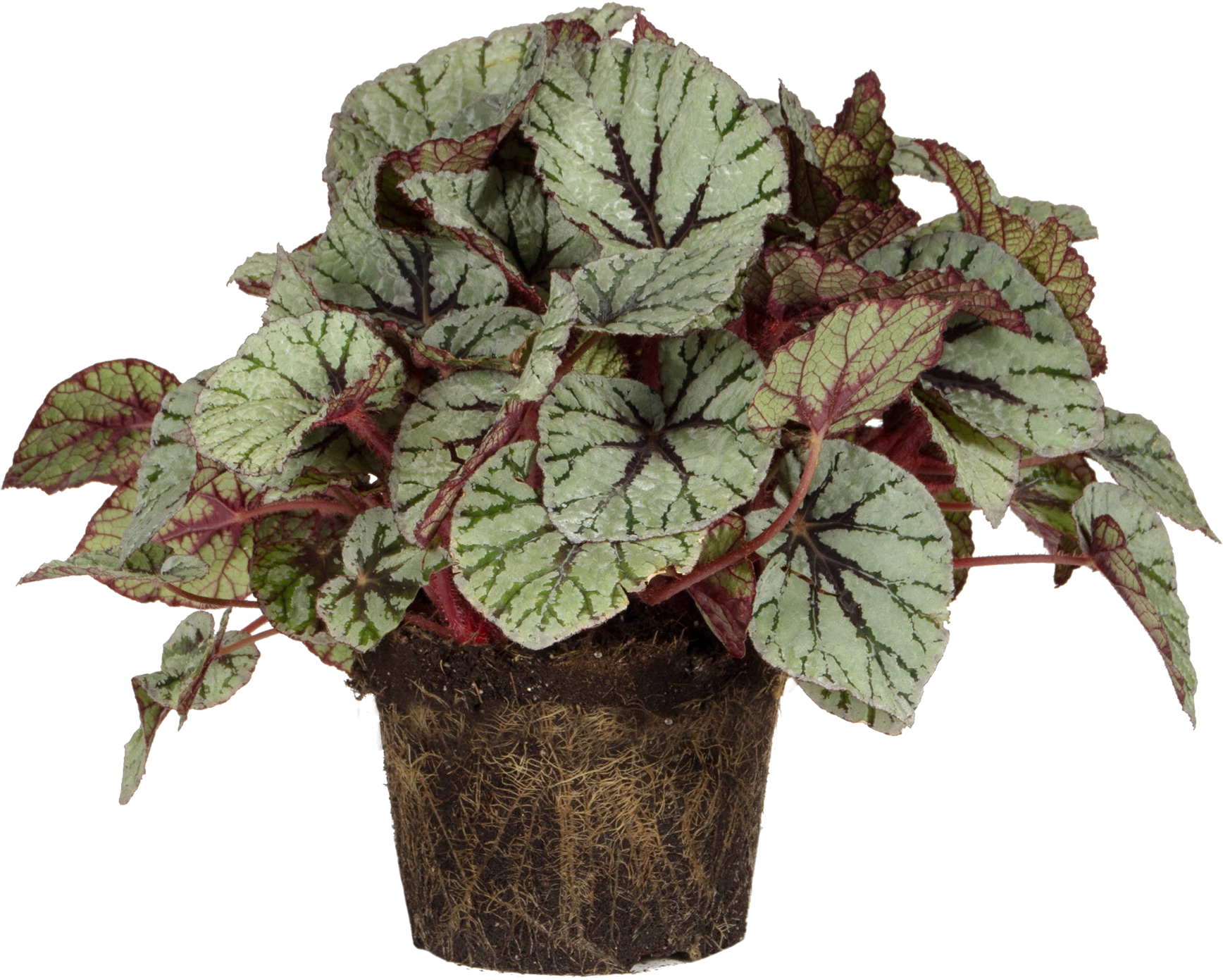 Begonia Rex (2406x2442), Png Download