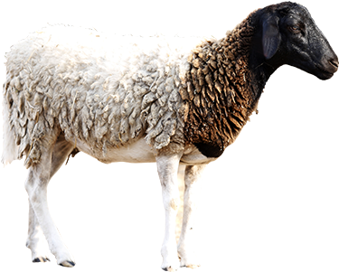 Dairy Farming Kenya Buy Dairy Cows, Beef, Sheep, Goats, - Kenya (400x400), Png Download