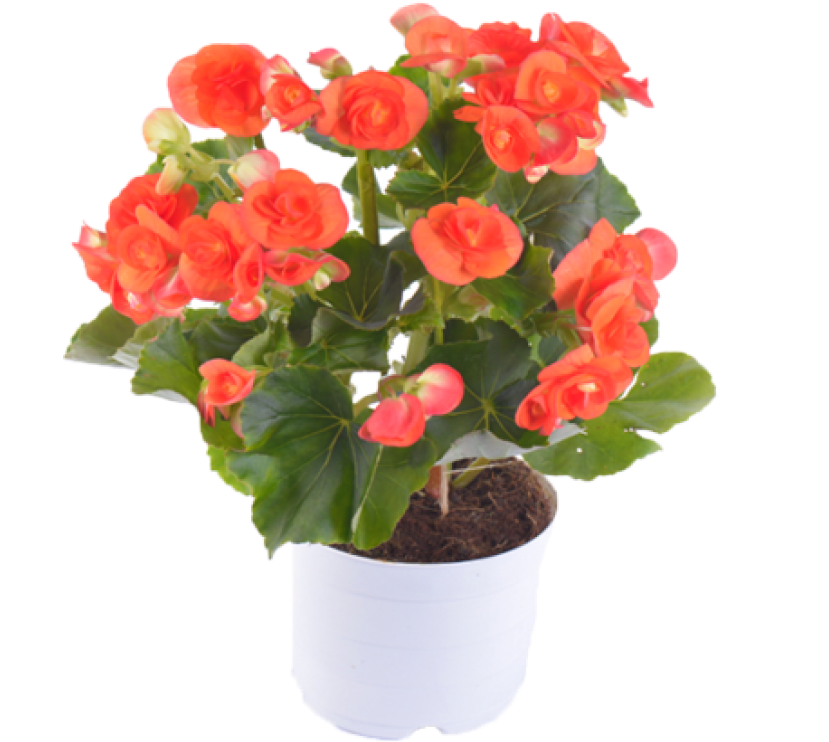 Botanical Name - Hawaiian Hibiscus (845x845), Png Download