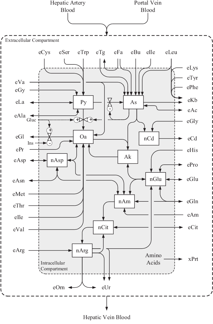 Flow Diagram Of The Model Of Liver Metabolism In The - Diagram (708x1065), Png Download