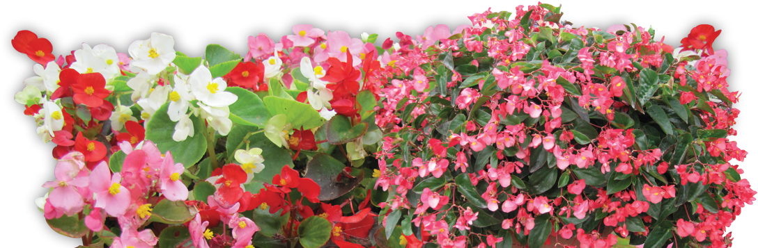 Begonia-slide - Begonia (1088x375), Png Download