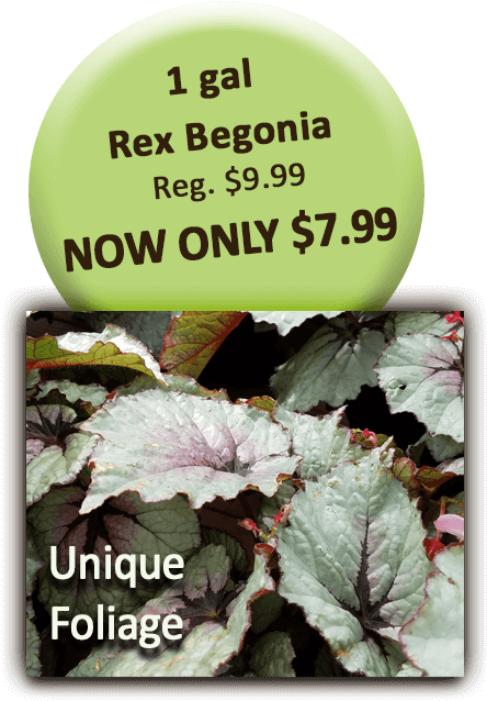 1 Gal Rex Begonia - Begonia (504x720), Png Download
