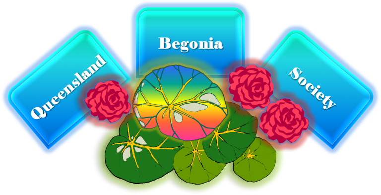 Queensland Begonia Society Logo - Begonia, Queensland (775x411), Png Download