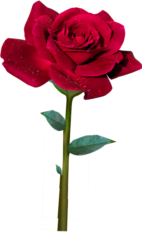 ℒ𝓪 ℛ𝓸𝓼𝓪 ℛ𝓸𝓳𝓪 Easter Flowers, Flower Photography, - Mensagens De Espinhos E Flores (489x750), Png Download