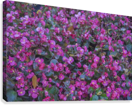 Bubble Gum Begonia Canvas Print - Canvas (429x340), Png Download