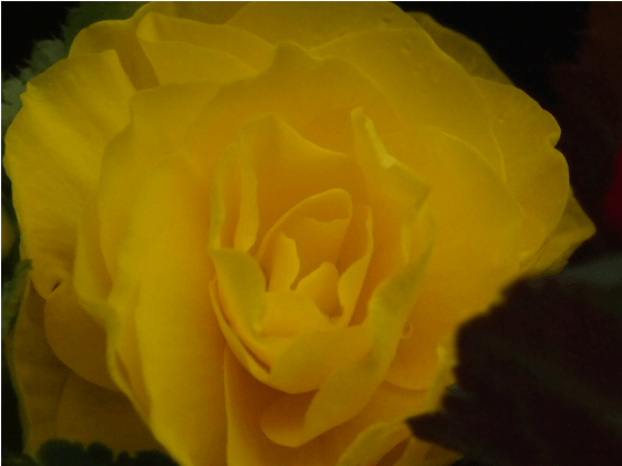 Бегония Тубероза- Begonia Tuberosa Begonia - Floribunda (560x636), Png Download