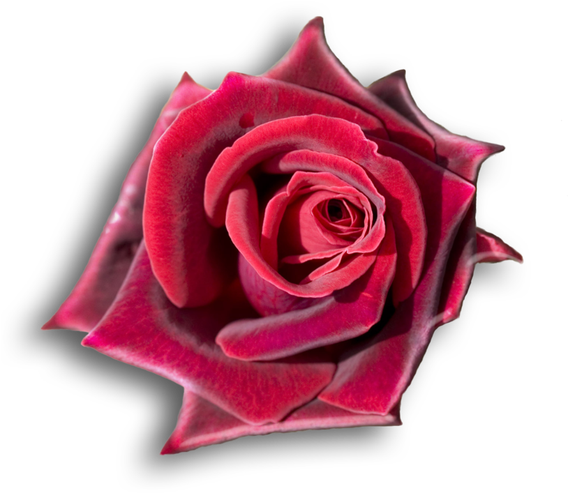 Download Rojo, Rosas Rojas, Flores, Rosas Hermosas, Girasoles, - La Bella Y La Bestia, Joyas De La Bella Y La Bestia, PNG Image with No Background - PNGkey.com