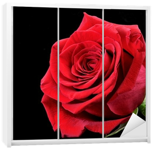 Rosa Roja Sobre Fondo Negro - Rosa Roja Con Fondo Negro (400x400), Png Download