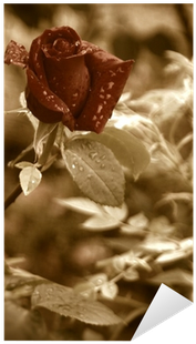 Garden Roses (400x400), Png Download