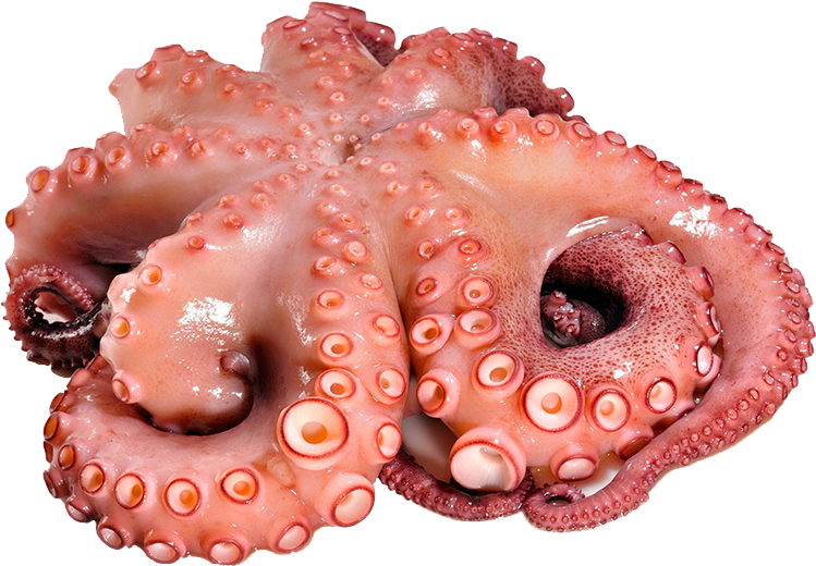 Disfrute De Nuestro Marisco - Octopus Barnacle (900x600), Png Download