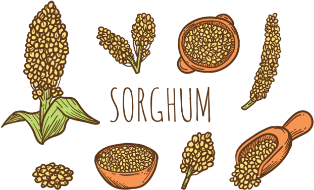 Hand Drawn Sorghum Vectors - Cereales Dibujo Png (669x490), Png Download