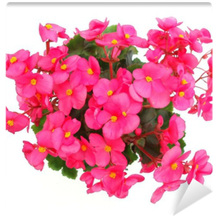 Bougainvillea (400x400), Png Download