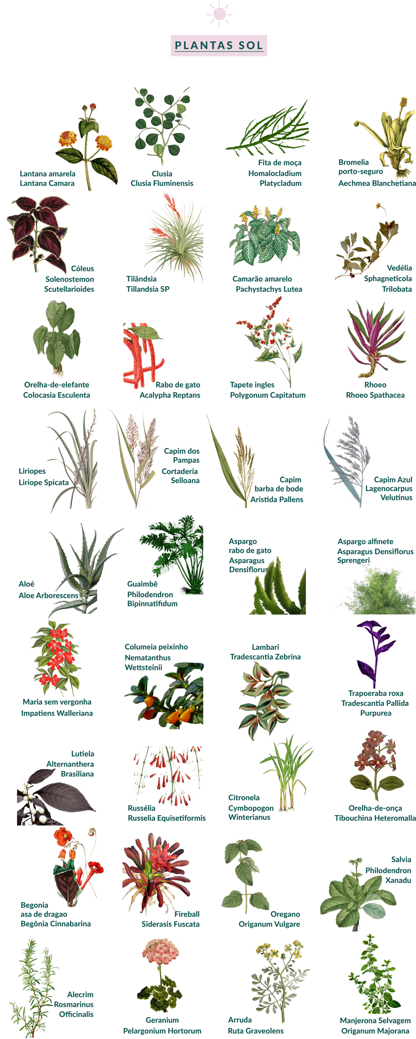 Botânica Movimento 90º - Botany (1500x3540), Png Download