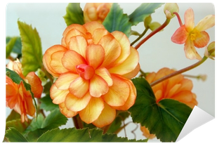 Orange Flowers Of Begonia Pot-plant Wall Mural • Pixers® - Plants (400x400), Png Download