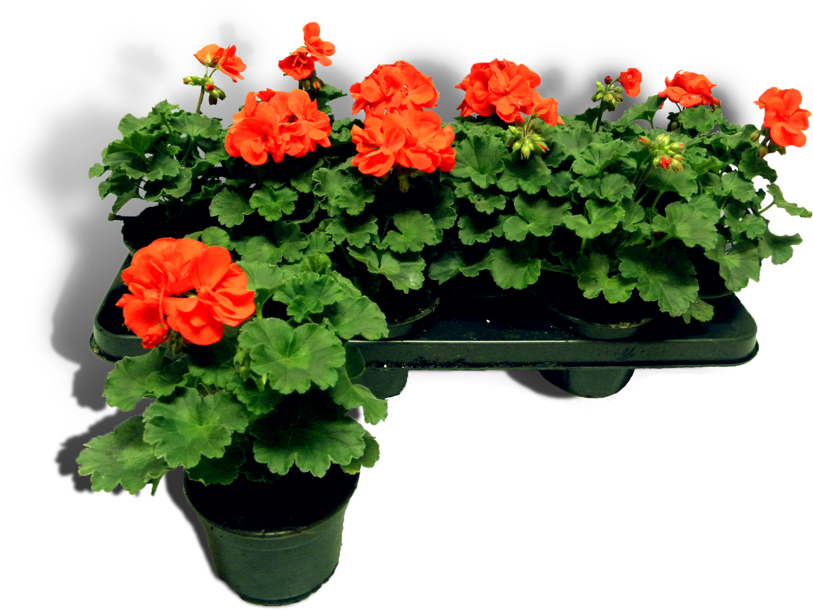 Pelargonium - Perkplantjes Png (1676x1301), Png Download