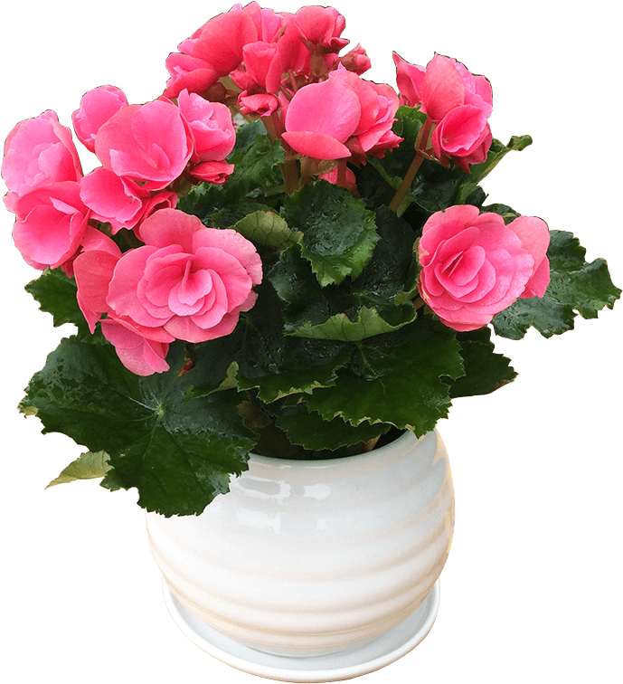 Get Quotations - Garden Roses (800x800), Png Download