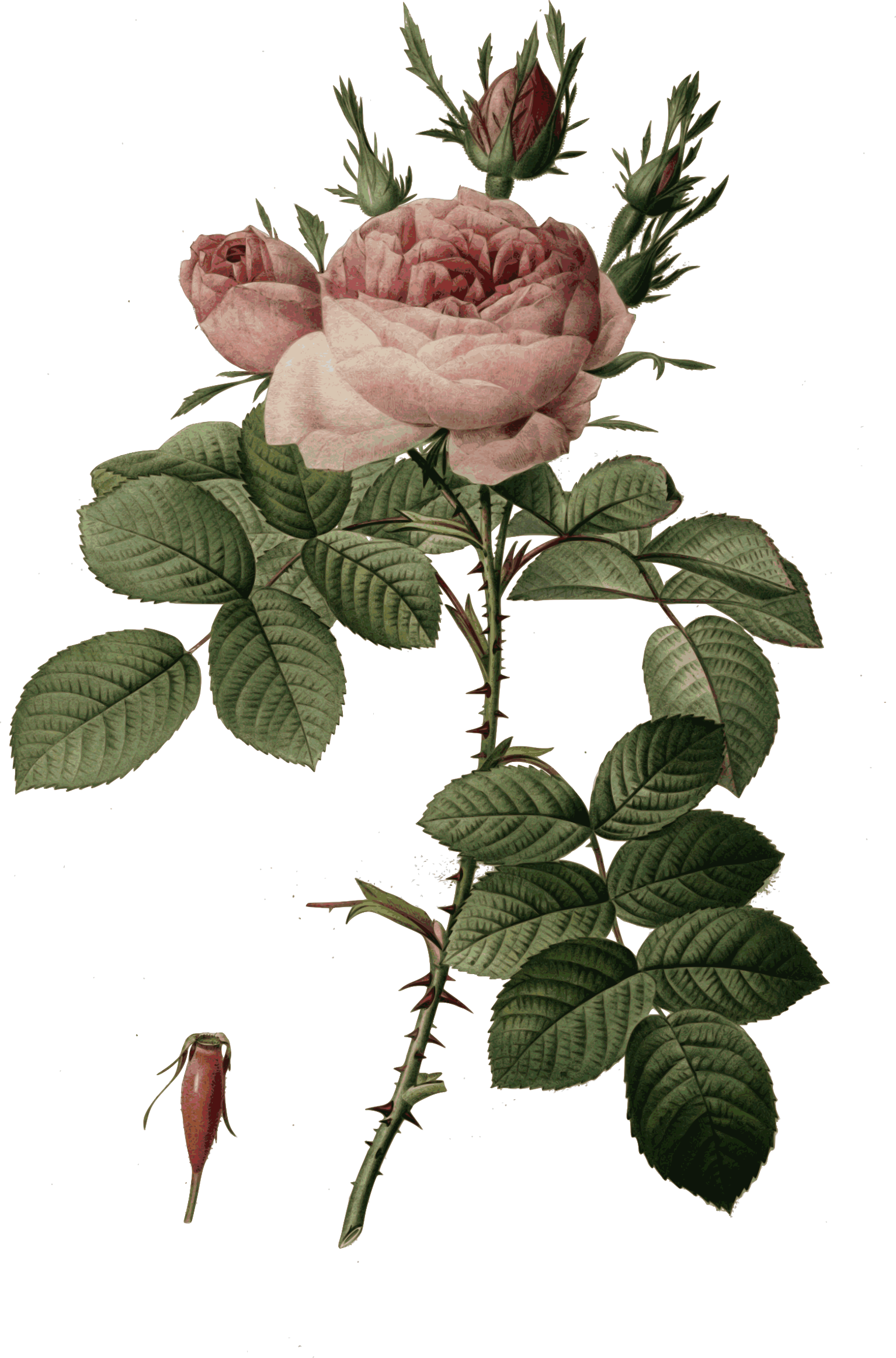 Big Image Png With Rosa - Pierre Joseph Redoute Roses Png (1534x2324), Png Download