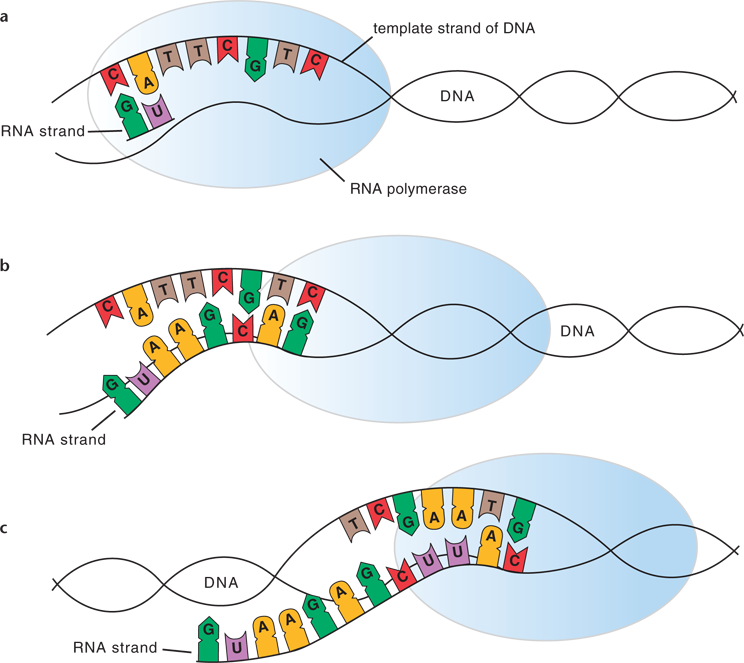 Observa Que Sólo Se Muestran Aquí Las Bases Que Participan - Diagram (744x663), Png Download