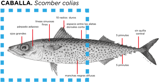 Mackerel Fillets - Pacific Sturgeon (544x288), Png Download