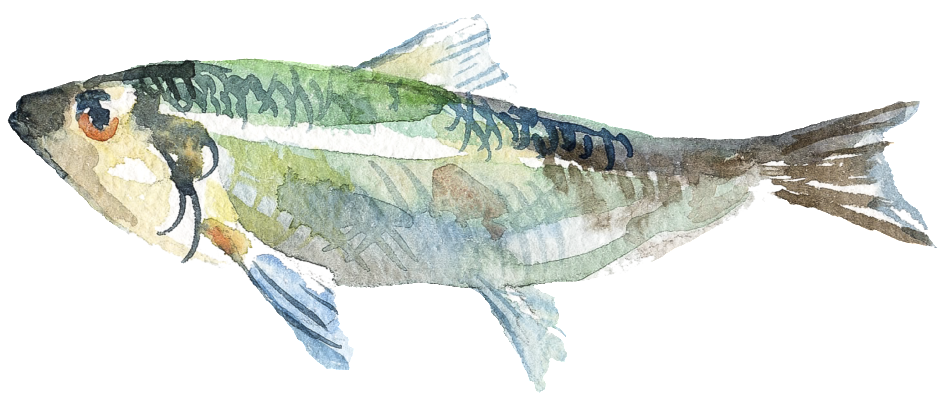 Acuarela Pintada A Mano Pescado Png Transparente - Watercolor Painting (1024x1024), Png Download