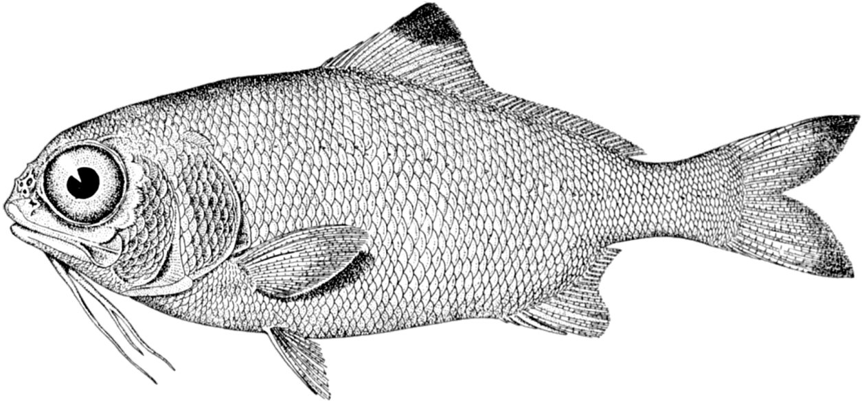 Cuando El Padre, Afablemente, Nos Dice Que Ha Comprado - Devonian Period Ray Finned Fish (960x450), Png Download