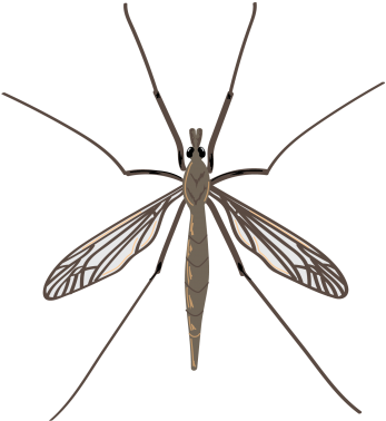 Crane Fly - Transparent Wing Fly (433x415), Png Download