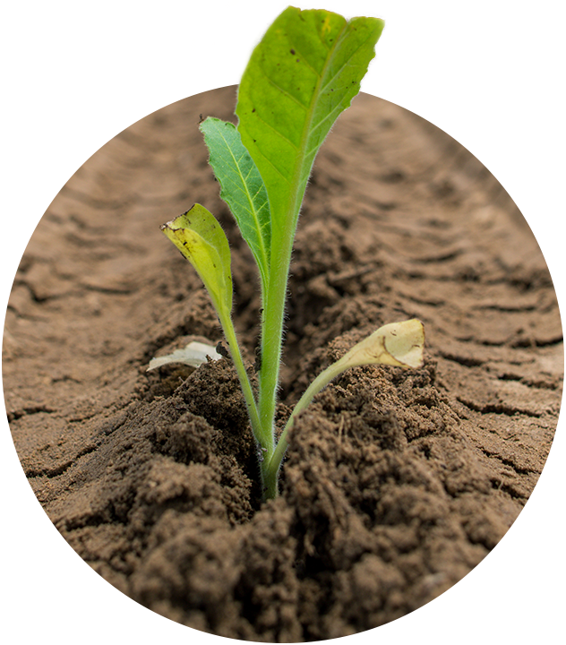 Our Tobacco Is Valued By Manufacturers Worldwide For - Herbaceous Plant (632x720), Png Download