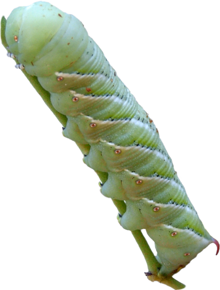 Tobacco Hornworm - Caterpillar Tobacco Hornworm Png (795x1046), Png Download