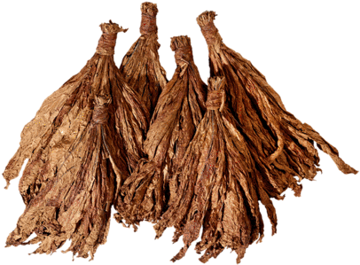 Burley Tobacco - Burley (490x318), Png Download