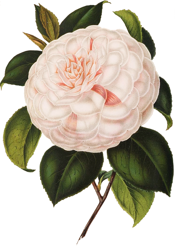 Candle (582x812), Png Download