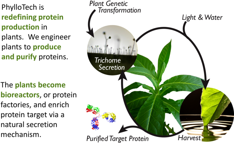 Maize Seed Protein Factories - Antimicrobial Proteins In Plants (800x509), Png Download