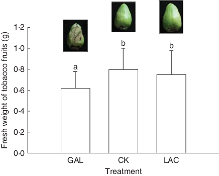 Fresh Weights Of Common Tobacco Plant Fruits Treated - Lactose (436x350), Png Download