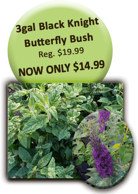 Black Knight Butterfly Bush - Indiana State University (504x720), Png Download