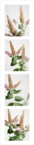 Butterfly Bushes3 - Portable Network Graphics (1000x750), Png Download