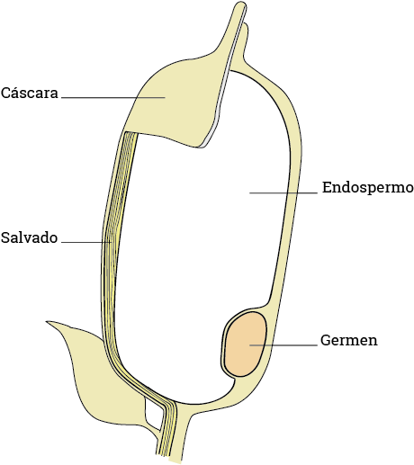 Rice (554x564), Png Download