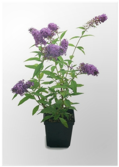 Summer Lilac (400x400), Png Download