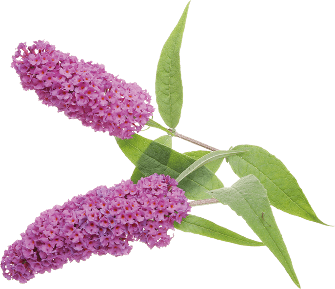 Commonly Called The "butterfly Bush" In English-speaking - Buddleja Davidii Png (687x592), Png Download