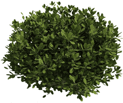 Green Bush Png - Shrubs Clipart Transparent Background (400x400), Png Download