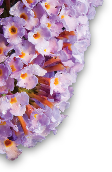 The New Buzz Butterfly Bush - Buddleia (392x601), Png Download