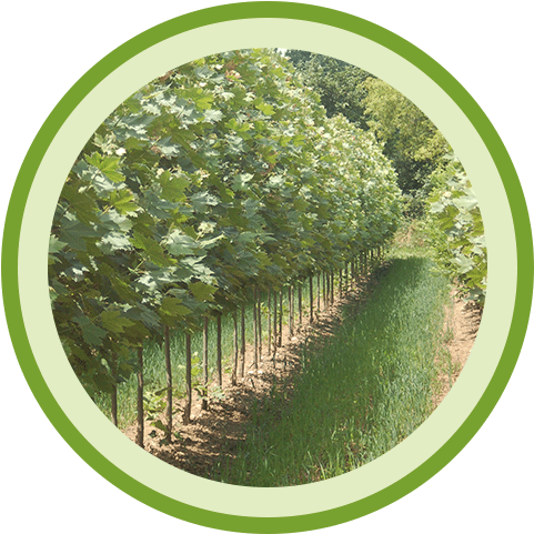 Johnson's Gardens Cedarburg Wisconsin Garden Center - Johnson's Gardens (500x500), Png Download