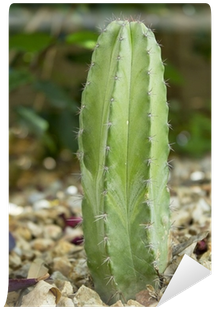 Fotomural Mexicano Cactus Polaskia Chichipe • Pixers® - Polaskia (400x400), Png Download
