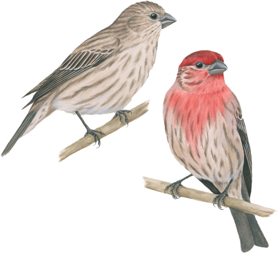 House Finch - Pinzon Mexicano (1024x1024), Png Download