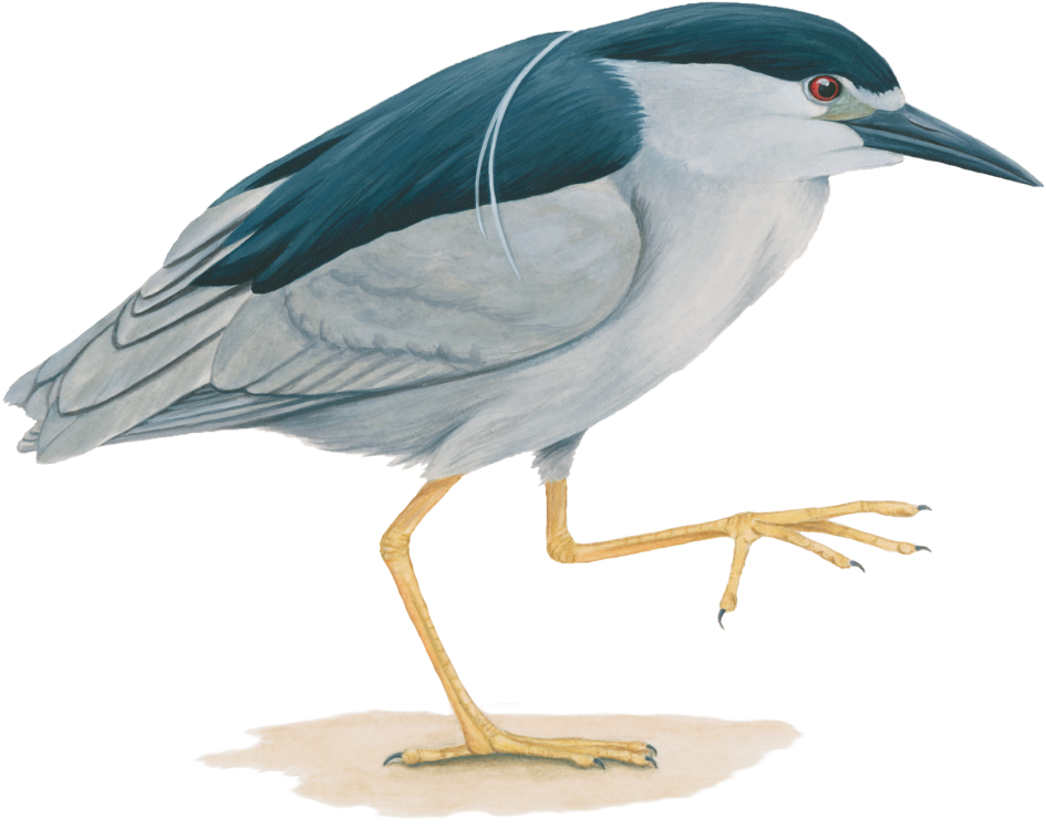 Pedrete De Corona Negra - Black Crowned Night Heron Information (1024x1024), Png Download