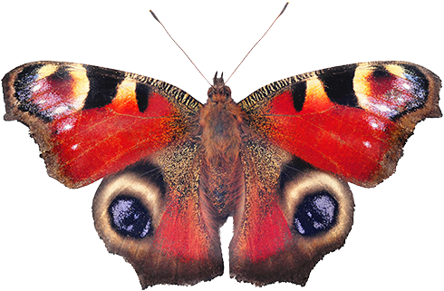 Sin Embargo, La Delicada Belleza De Las Alas De Mariposa - Peacock Butterfly (500x413), Png Download